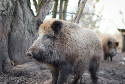 Wildschwein im Wald