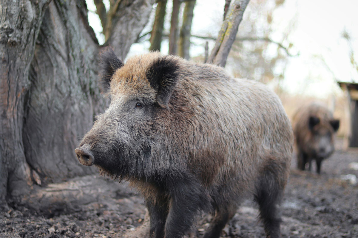 Wildschwein im Wald