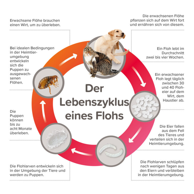 Produktbild beaphar Fiprotec für Hunde