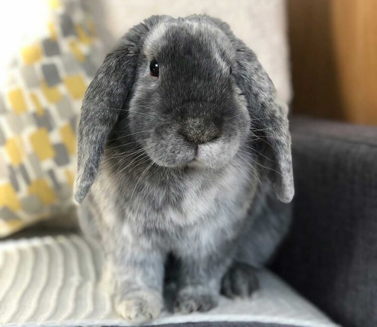 Kaninchen sitzt auf Sofa